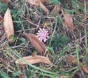A specimen of the types of wild flowers that grow there. 