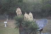 This is a yucca that grows in the area.